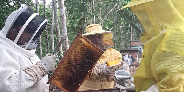 Se brinda asistencia técnica apícola en caserío El Achotal, Poptún