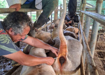 Se realiza monitoreo de sanidad animal en Poptún
