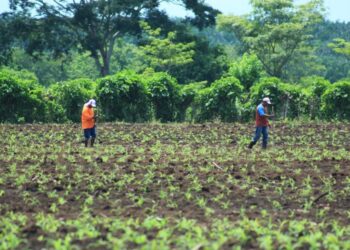 Semilla certificada, clave para el desarrollo agrícola de comunidades rurales