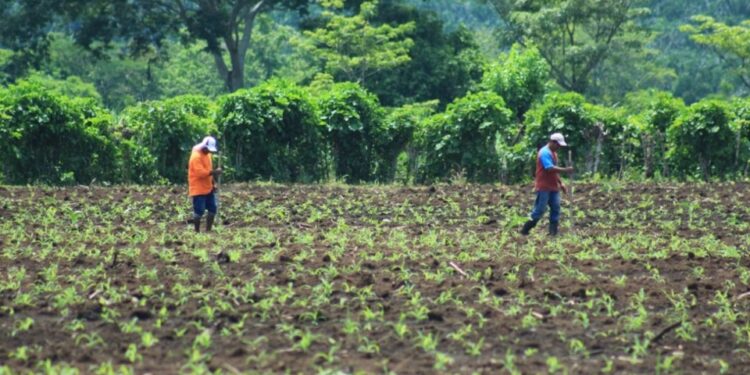 Semilla certificada, clave para el desarrollo agrícola de comunidades rurales