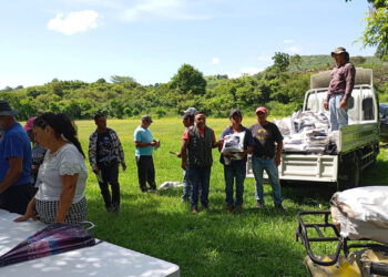 Semilla mejorada llega a mil agricultores para impulsar agricultura familiar