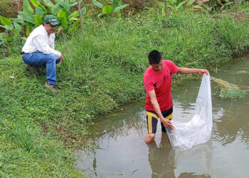 Siembran seis mil alevines para fortalecer producción acuícola en Retalhuleu