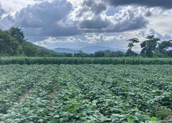 Supervisan validación agronómica de semillas de soya en Jalapa