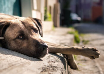 Una fecha para mirar los ojos del abandono