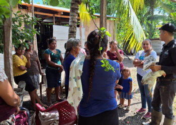Vacunan aves de patio en Las Cruces, Petén