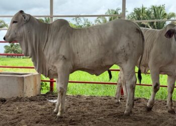 Verifican calidad y pureza genética de ganado en Petén