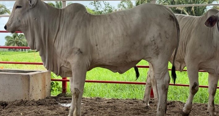 Verifican calidad y pureza genética de ganado en Petén