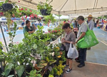 Deporte y Cosecha: El Campo Marte recibe a la Feria del Agricultor