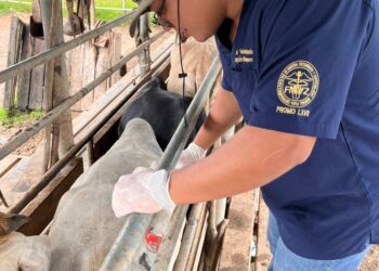 Atendidos más de 5 mil animales por Gusano Barrenador