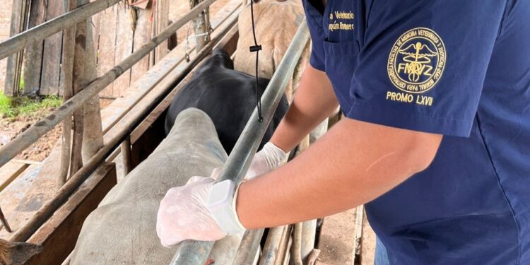 Atendidos más de 5 mil animales por Gusano Barrenador