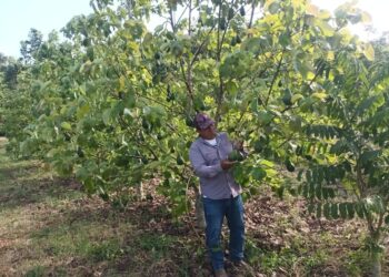 Brindan asistencia técnica en cultivo de aguacate en Melchor de Mencos