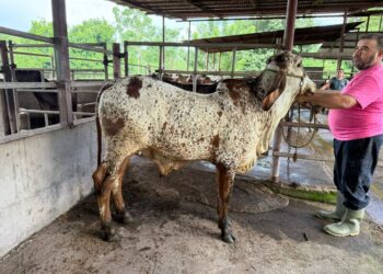 Avanza consolidación de la raza Girolando en Guatemala