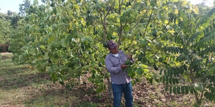 Brindan asistencia técnica en cultivo de aguacate en Melchor de Mencos