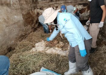 Promueven compostaje como método sostenible para manejo de mortalidad avícola