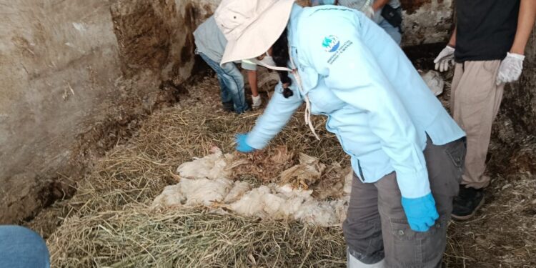 Promueven compostaje como método sostenible para manejo de mortalidad avícola