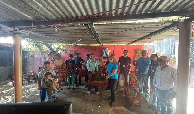 Agricultores Santa Rosa reciben pilones de hortalizas y capacitación en manejo de conejos