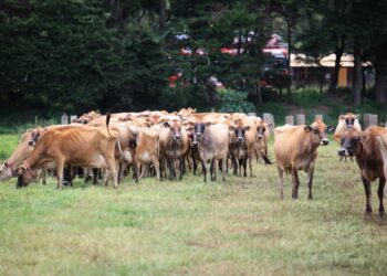 Irregularidad de lluvias obliga al monitoreo de 197 municipios