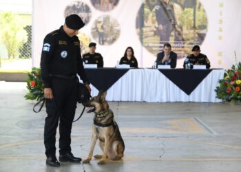 Gradúan a 17 guías caninos K-9 para reforzar la lucha contra el narcotráfico