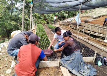 Agricultores capacitados en el manejo de viveros de café
