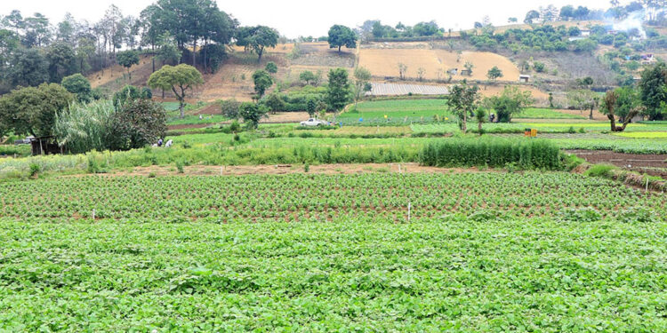 Ante continuidad de la canícula se mantiene monitoreo en 212 municipios