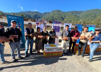 Apoyan con insumos pecuarios a jóvenes emprendedores de Quiché