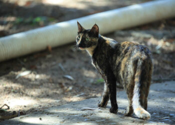 Conciencia y cuidado para evitar la superpoblación gatuna