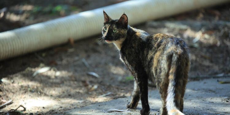Conciencia y cuidado para evitar la superpoblación gatuna