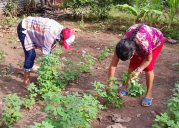 Cosechan alimentos en huertos comunales para autoconsumo