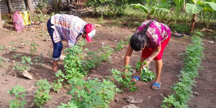 Cosechan alimentos en huertos comunales para autoconsumo