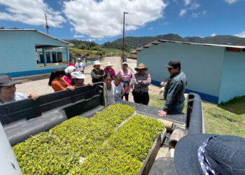 Crearán viveros forestales en San Marcos
