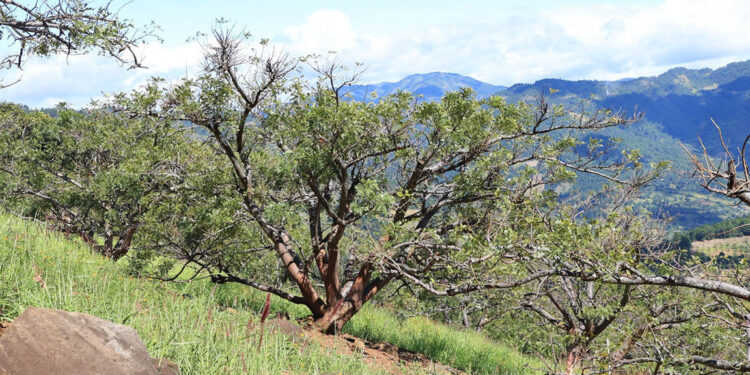 Debido a la ausencia de lluvias se monitorean 247 municipios
