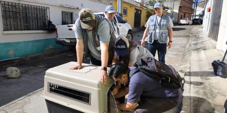 Decomisan perro maltratado tras denuncia ciudadana