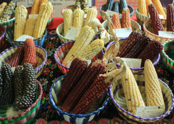 El maíz es pilar de nuestra alimentación, cultura e identidad