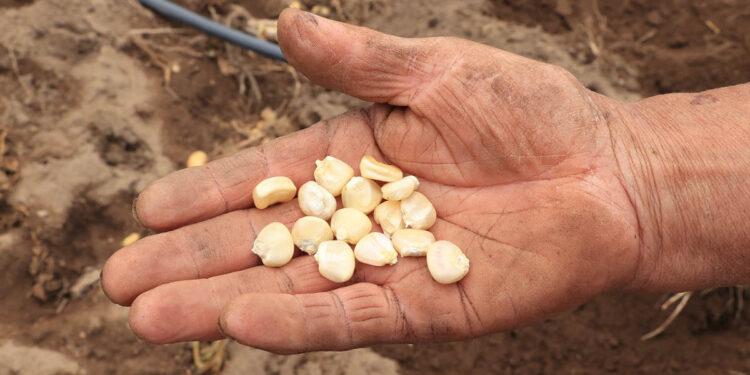 Fomentan producción de variedades nativas de maíz en Suchitepéquez