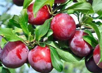 Frutas guatemaltecas viajan con sello de sanidad
