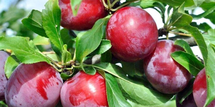 Frutas guatemaltecas viajan con sello de sanidad