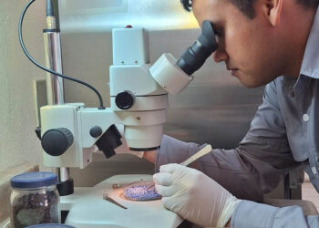 Garantizan calidad de semillas con más de 900 análisis de laboratorio
