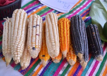 Guatemala exporta más de 900 mil kilos de maíz