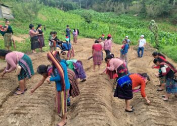 Huerto comunal en Quiché apoyará la seguridad alimentaria