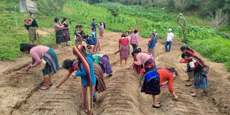 Huerto comunal en Quiché apoyará la seguridad alimentaria