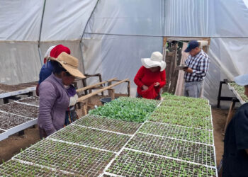 Huertos Productivos auguran buena cosecha en Totonicapán