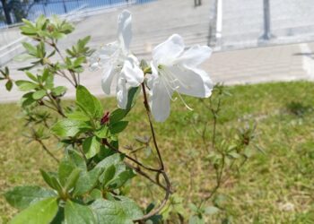 Parque de la Paz en Cobán: Un jardín florido que no te puedes perder en Alta Verapaz