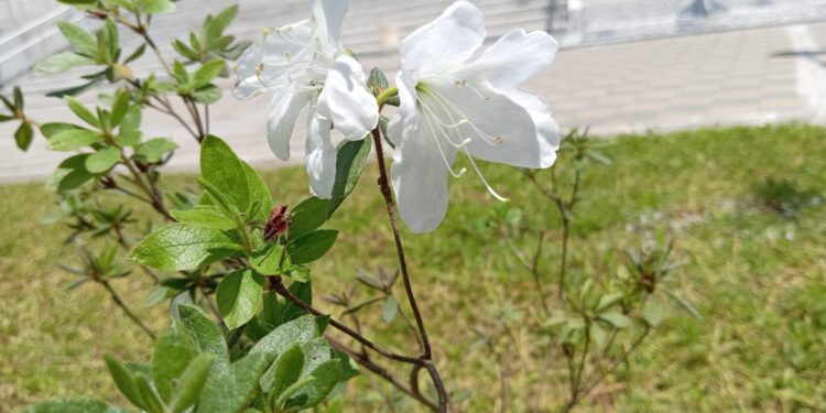 Parque de la Paz en Cobán: Un jardín florido que no te puedes perder en Alta Verapaz