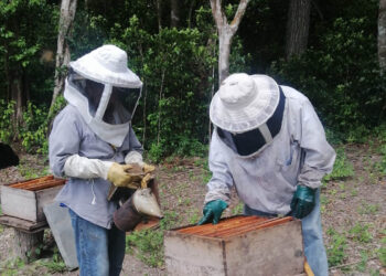 Impulsan acciones para el fortalecimiento de la apicultura en Petén