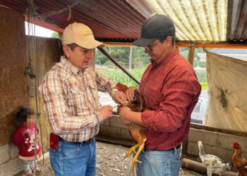 Impulsan jornada de vacunación avícola en San Marcos