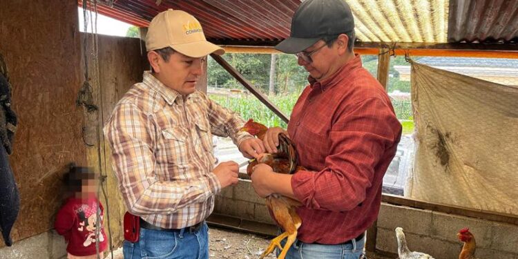 Impulsan jornada de vacunación avícola en San Marcos