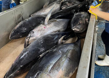 Inspeccionan buque de atún en Puerto Quetzal