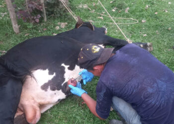 Inspeccionan más de 13 mil animales en lucha contra el Gusano Barrenador