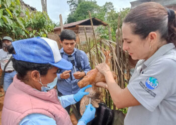 Investigan presencia de parásitos en aves de traspatio en Alta Verapaz
