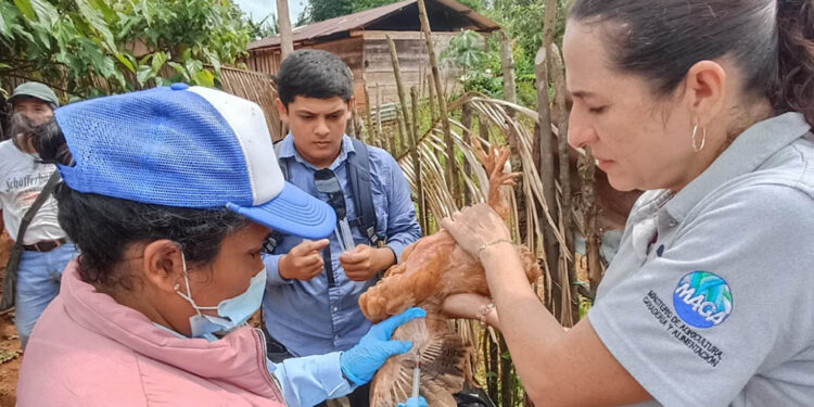 Investigan presencia de parásitos en aves de traspatio en Alta Verapaz